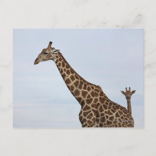 Giraffe (Giraffa camelopardalis), Chobe National Vykort