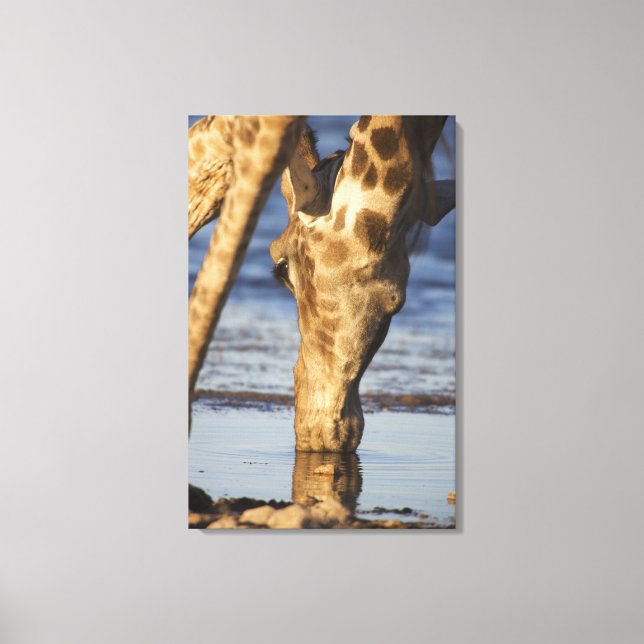Giraffe (Giraffa Camelopardalis) drickande av vatt Canvastryck (Framsida)