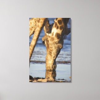 Giraffe (Giraffa Camelopardalis) drickande av vatt Canvastryck
