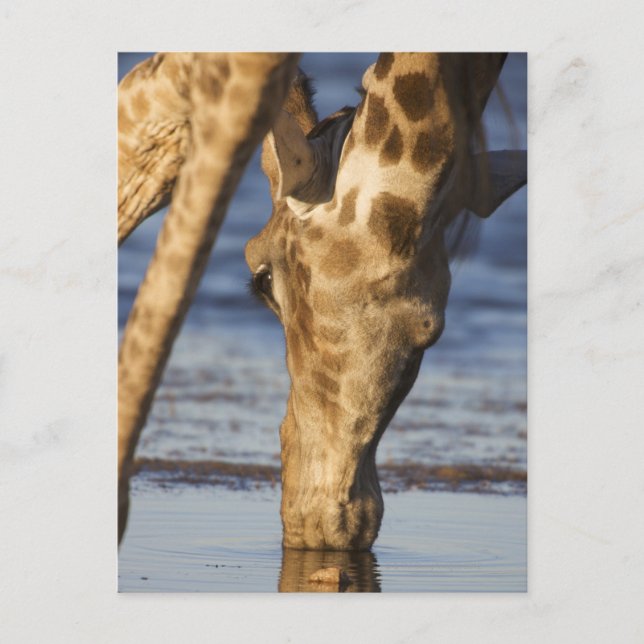 Giraffe (Giraffa Camelopardalis) drickande av vatt Vykort (Framsida)