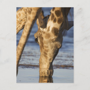 Giraffe (Giraffa Camelopardalis) drickande av vatt Vykort