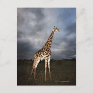 Giraffe (Giraffa camelopardalis) i dramatisk form Vykort