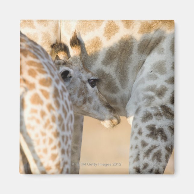 Giraffe (Giraffa camelopardalis) kalvsuckling, Magnet (Framsidan)