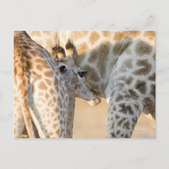 Giraffe (Giraffa camelopardalis) kalvsuckling, Vykort (Framsida)