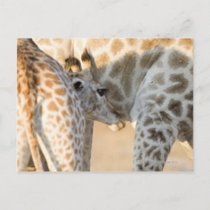 Giraffe (Giraffa camelopardalis) kalvsuckling, Vykort