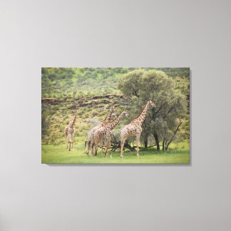 Giraffe, Giraffa camelopardalis, Kgalagadi 3 Canvastryck