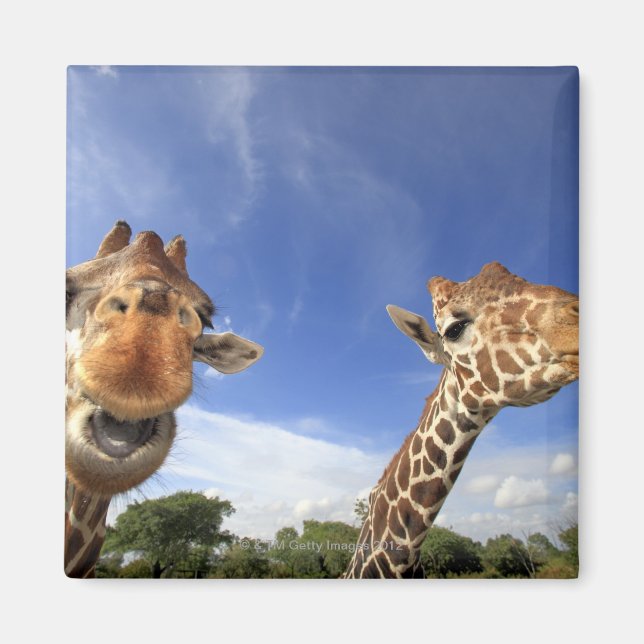 Giraffe (Giraffa camelopardalis) Magnet (Framsidan)