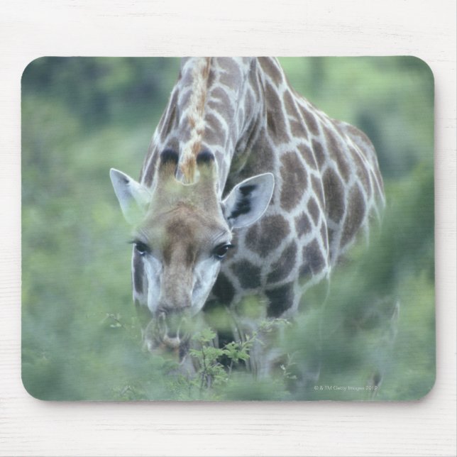 Giraffe (Giraffa camelopardalis) matande på Musmatta (Framsidan)