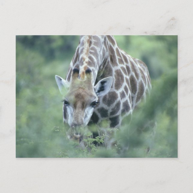 Giraffe (Giraffa camelopardalis) matande på Vykort (Framsida)