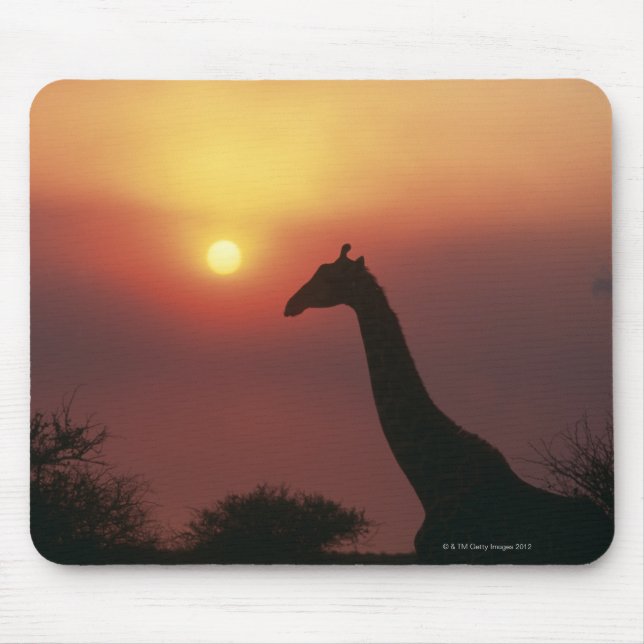 Giraffe (Giraffa Camelopardalis) Musmatta (Framsidan)