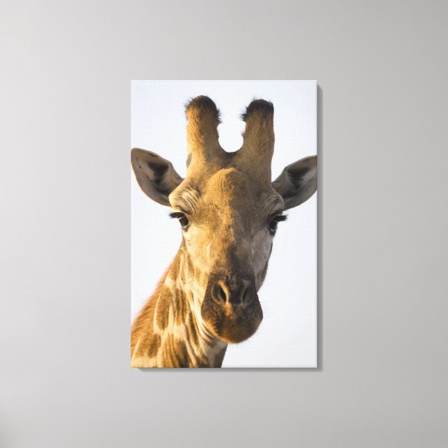 Giraffe (Giraffa camelopardalis) porträtt, Imire Canvastryck (Framsida)