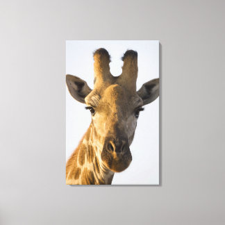 Giraffe (Giraffa camelopardalis) porträtt, Imire Canvastryck