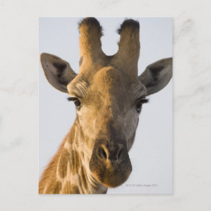 Giraffe (Giraffa camelopardalis) porträtt, Imire Vykort