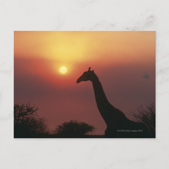 Giraffe (Giraffa Camelopardalis) Vykort (Framsida)
