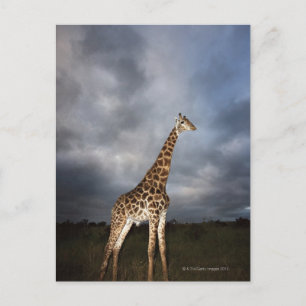 Giraffe (Giraffa camelopardalis) Vykort