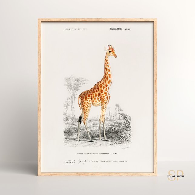 Giraffe Giraffa Charles Dessalines D Orbigny Print Poster (Skapare uppladdad)