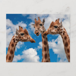 Giraffe Gossip Girls Vykort