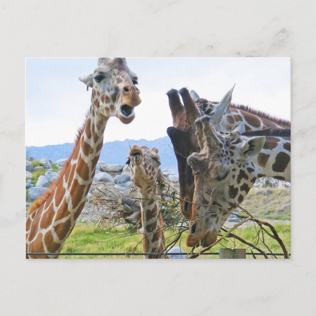 Giraffe Gossip-vykort Vykort (Framsida)