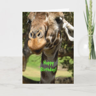 Giraffe, Grattis på födelsedagen! Kort