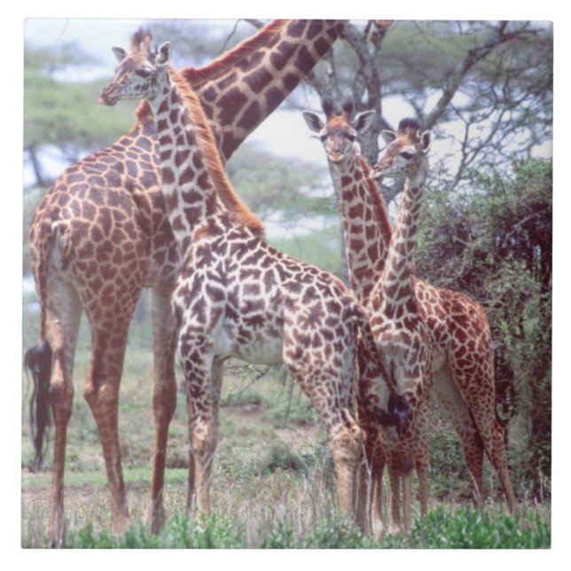Giraffe Group eller Herd w/ Young, Giraffa Kakelplatta (Framsidan)