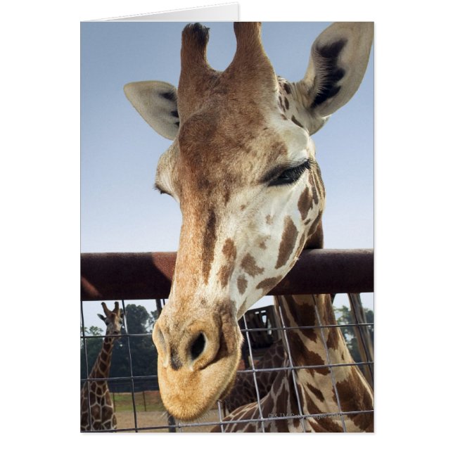 Giraffe Hälsningskort (Framsidan)