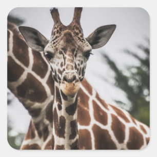Giraffe head Giraffe päls print African Animal Fyrkantigt Klistermärke