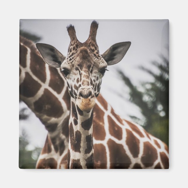 Giraffe head Giraffe päls print African Animal Magnet (Framsidan)