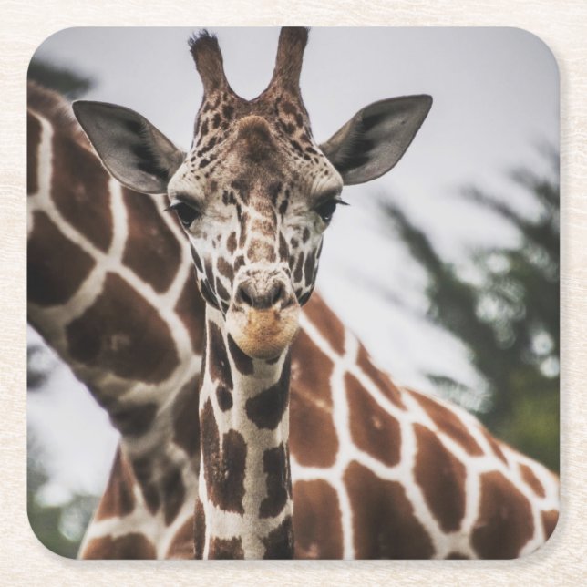 Giraffe head Giraffe päls print African Animal Underlägg Papper Kvadrat (Framsidan)