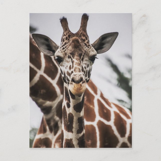 Giraffe head Giraffe päls print African Animal Vykort (Framsida)
