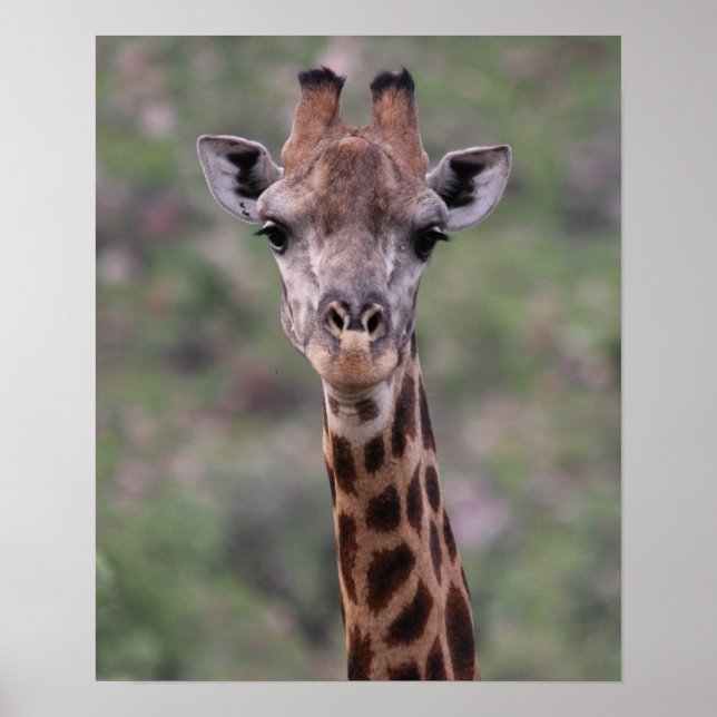 Giraffe Headshot Poster (Framsidan)