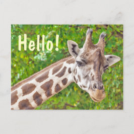 Giraffe Hej Vykort