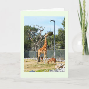 Giraffe Helgkort