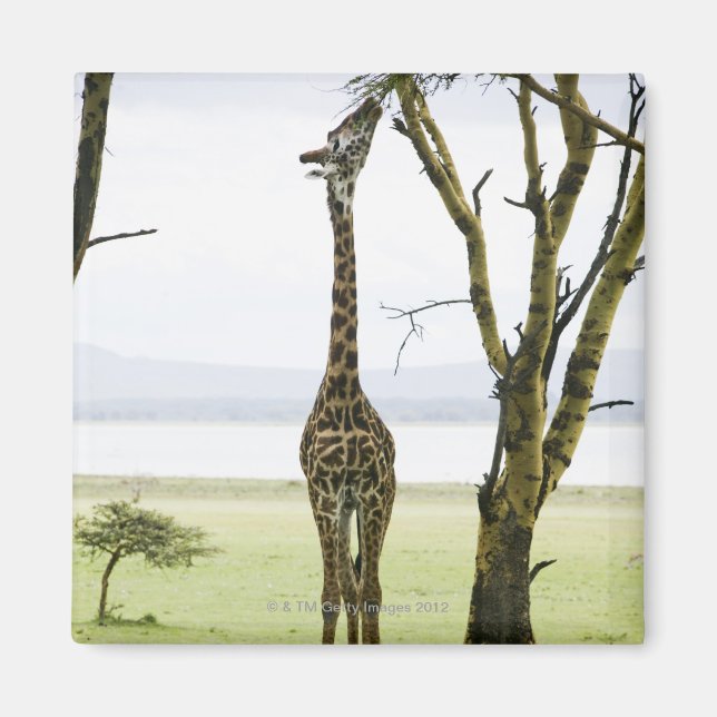 Giraffe i Kenya, Afrika Magnet (Framsidan)