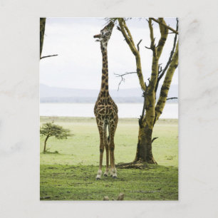 Giraffe i Kenya, Afrika Vykort