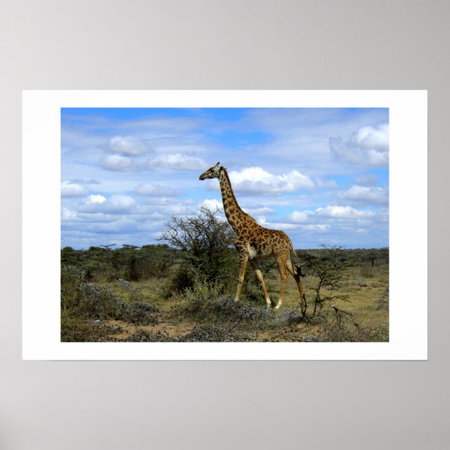 GIRAFFE I KENYA-AFRIKAN POSTER (Framsidan)