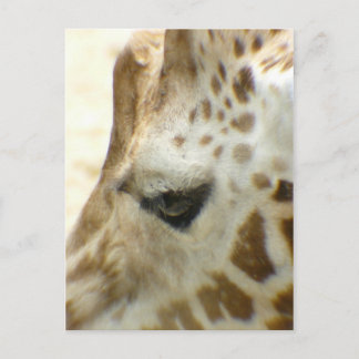 Giraffe I Vykort
