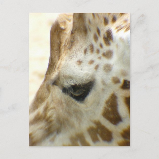 Giraffe I Vykort (Framsida)