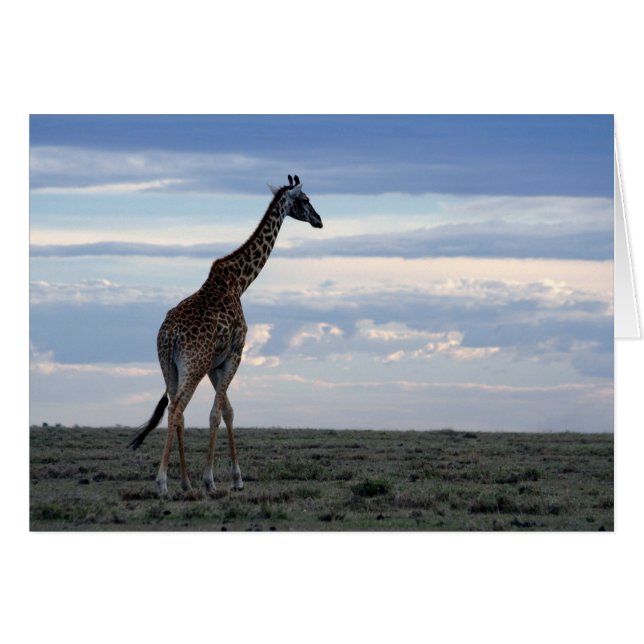 giraffe in maasai mara hälsningskort (Framsidan Horizontal)