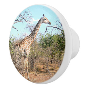 GIRAFFE IN NATURAL HABITAT (BOTSWANA) KNOPP