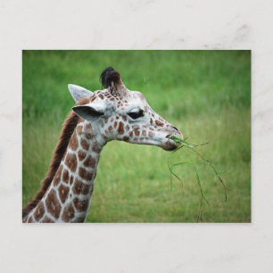 Giraffe in Rain Vykort