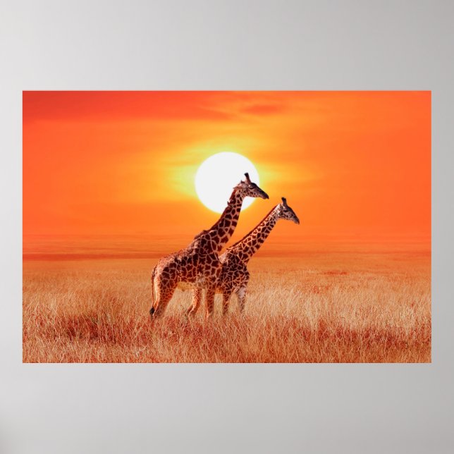 Giraffe in the African savanna against the backdro Poster (Framsidan)