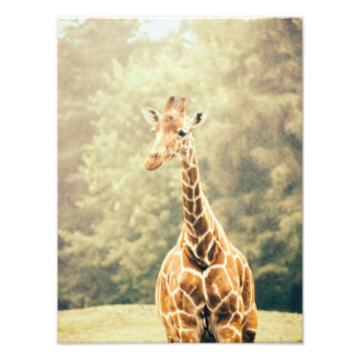Giraffe in the Rain Fototryck