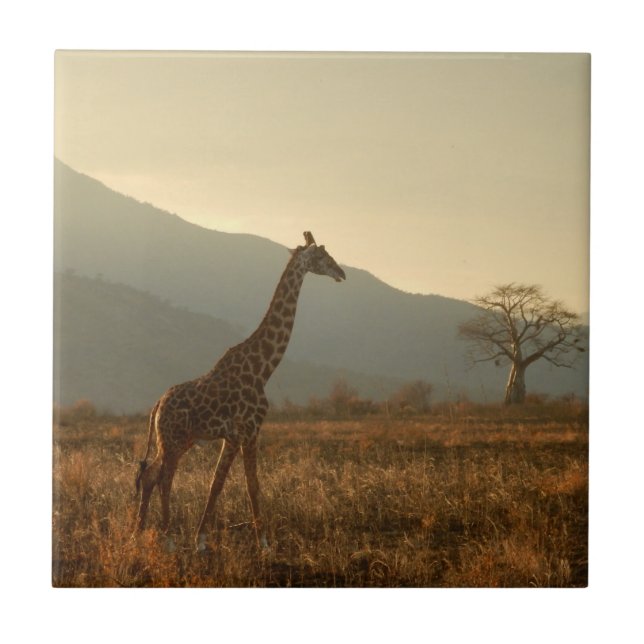 Giraffe in the Savannah Kakelplatta (Framsidan)