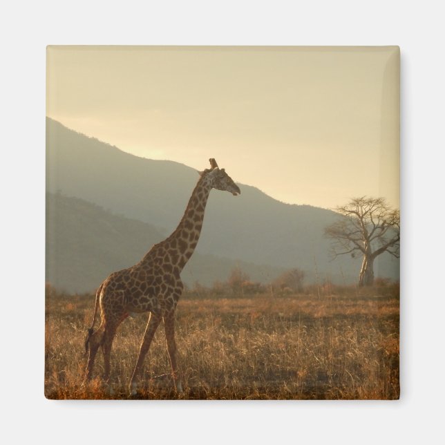 Giraffe in the Savannah Magnet (Framsidan)