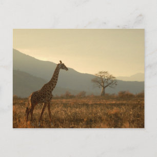 Giraffe in the Savannah Vykort