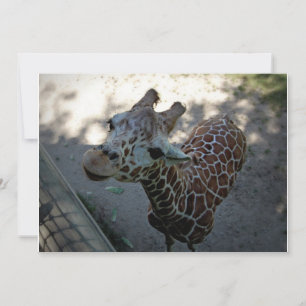 Giraffe Inbjudningar