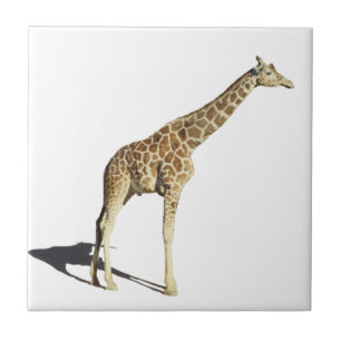 Giraffe Kakelplatta