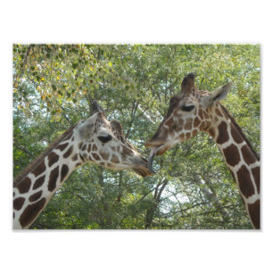 Giraffe Kärlek Fototryck