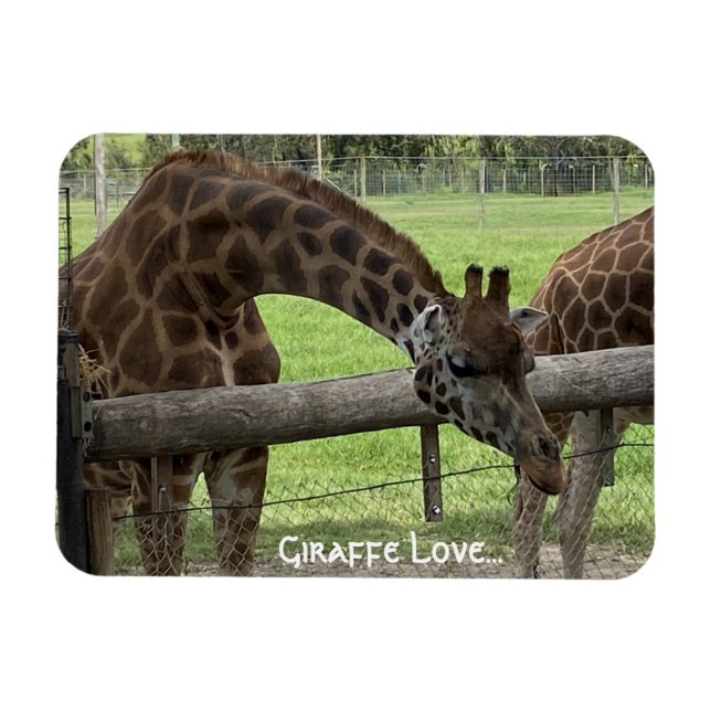 Giraffe Kärlek.. Magnet (Horisontell)