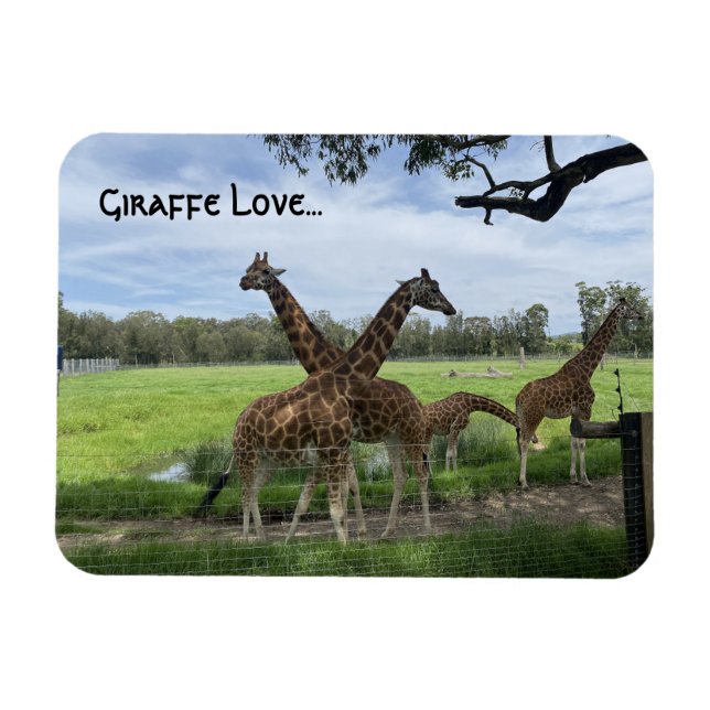 Giraffe Kärlek...Magnet Magnet (Horisontell)